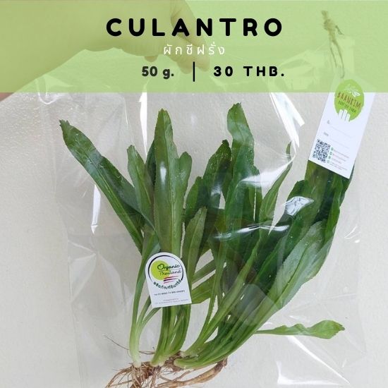 ผักชีฝรั่ง (Culantro)