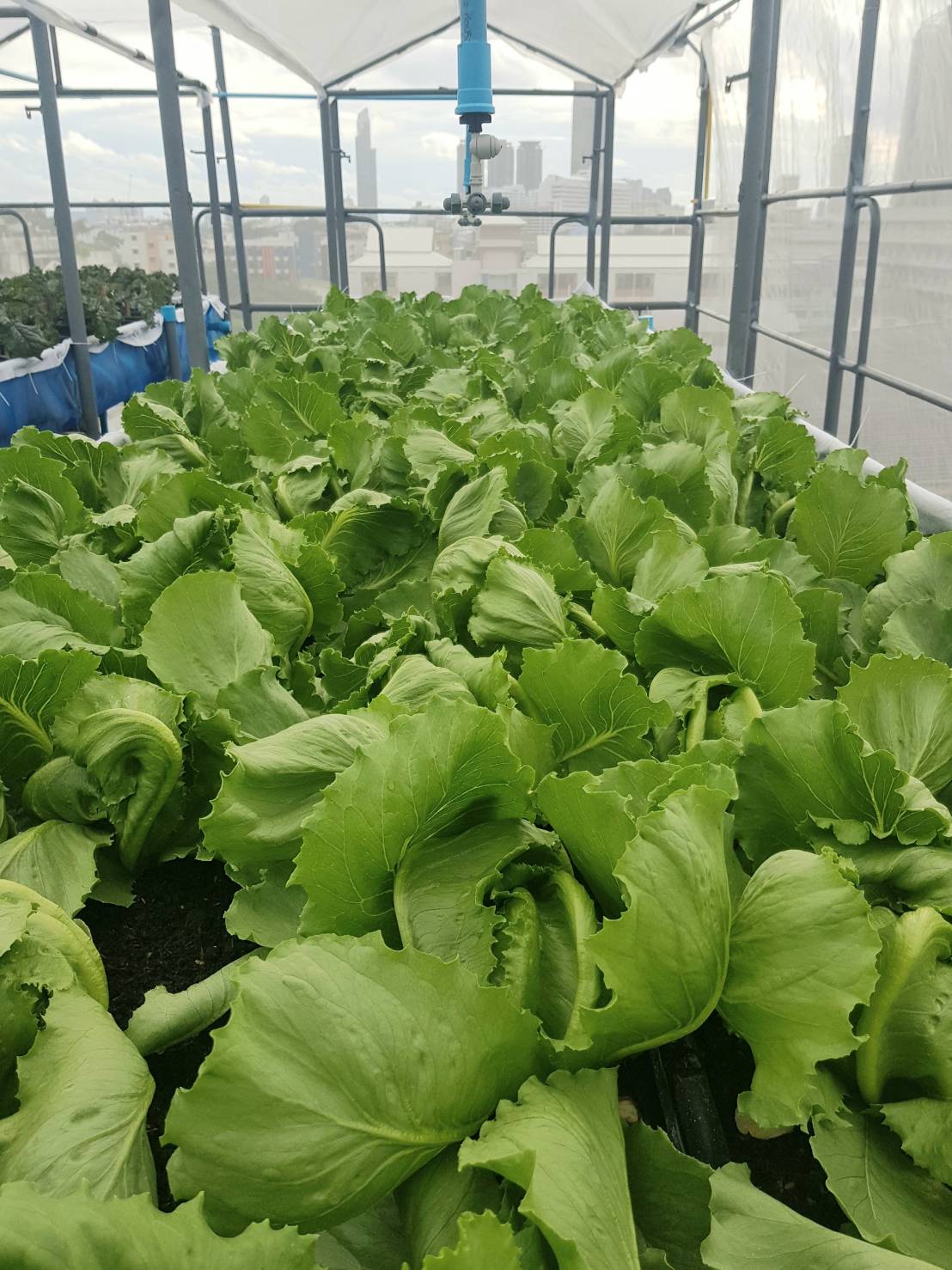 สลัดแก้วอินทรีย์ (Organic Iceberg Lettuce)