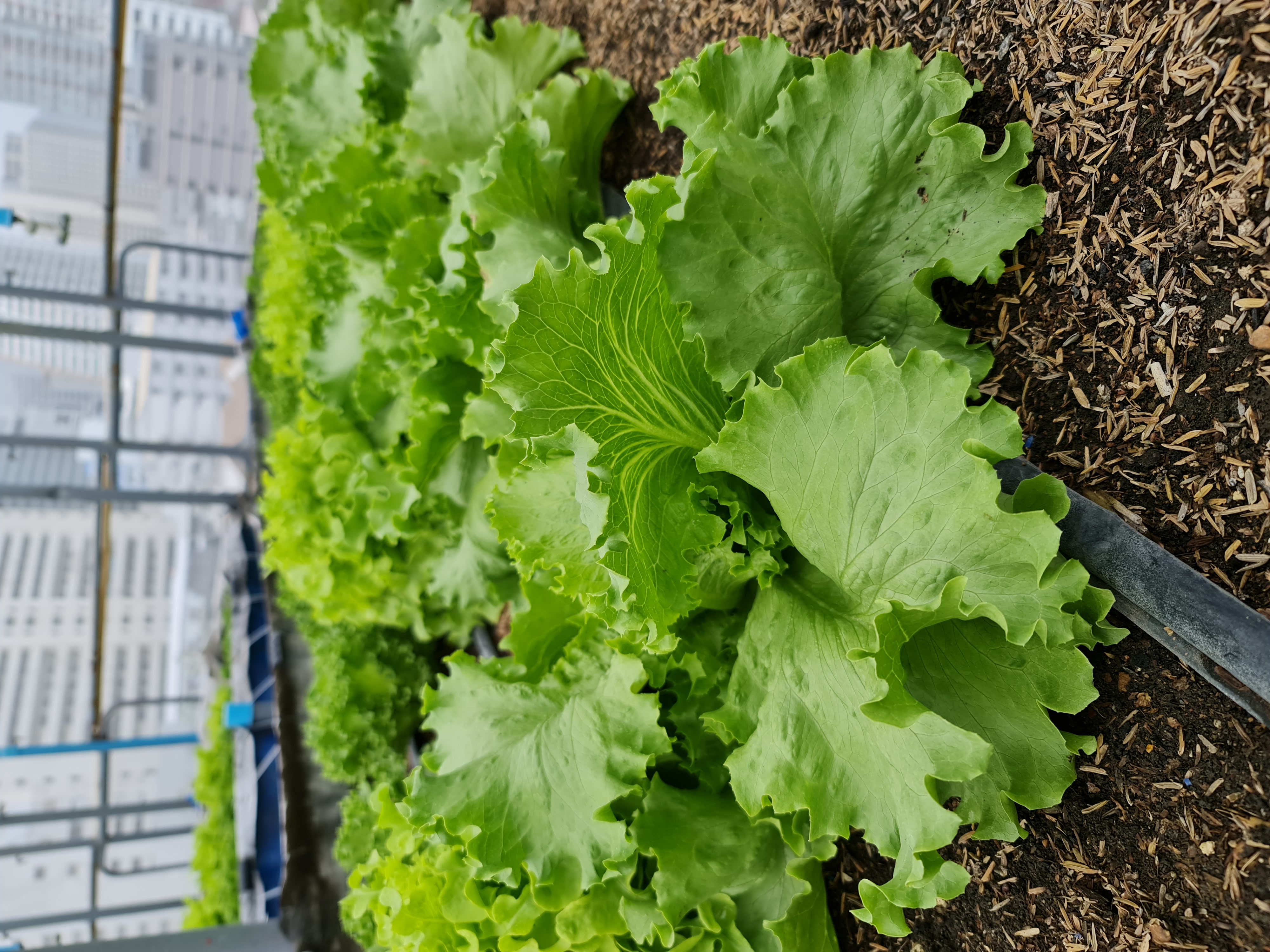 สลัดแก้วอินทรีย์ (Organic Iceberg Lettuce)