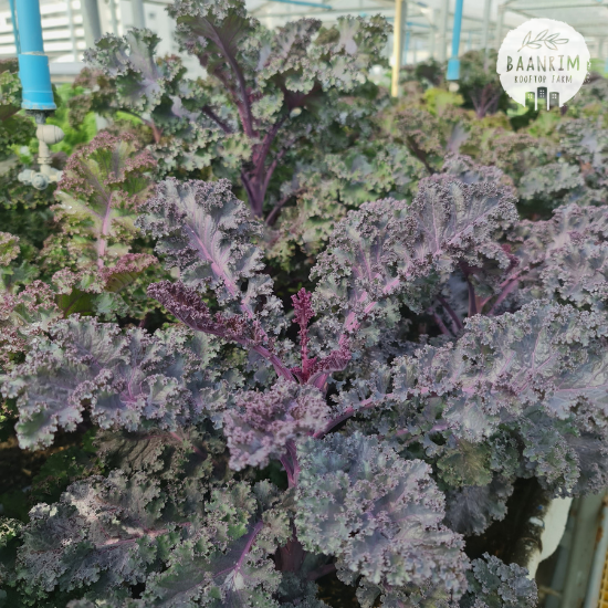 เคลม่วง (Purple Kale)