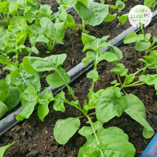 ร็อคเก็ต หรือ อารูกูล่า (Arugula)