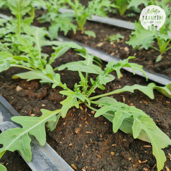 ไวล์ดร็อคเก็ต (Wild Rocket)