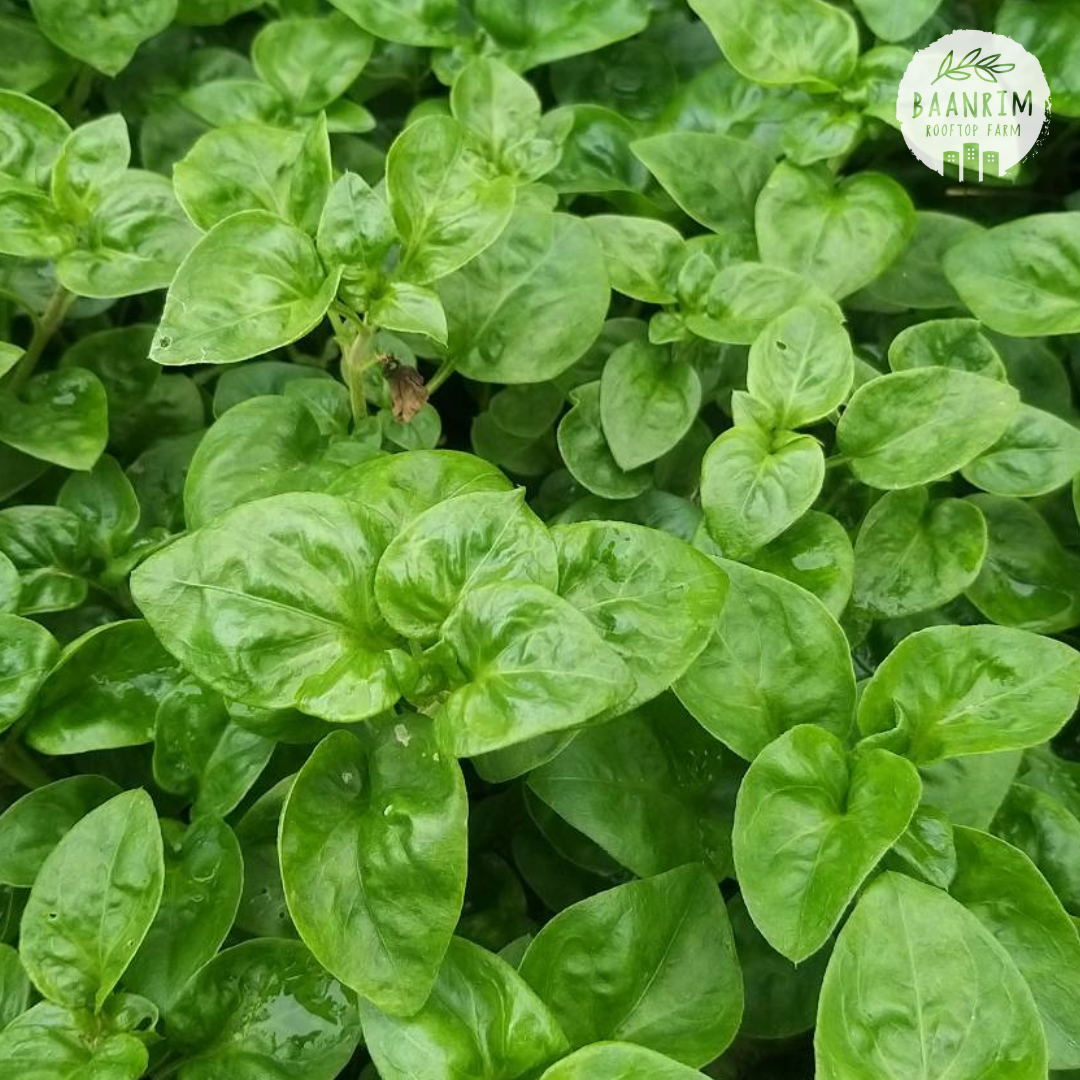 วอเตอร์เครสฮาวาย (Brazilian spinach)