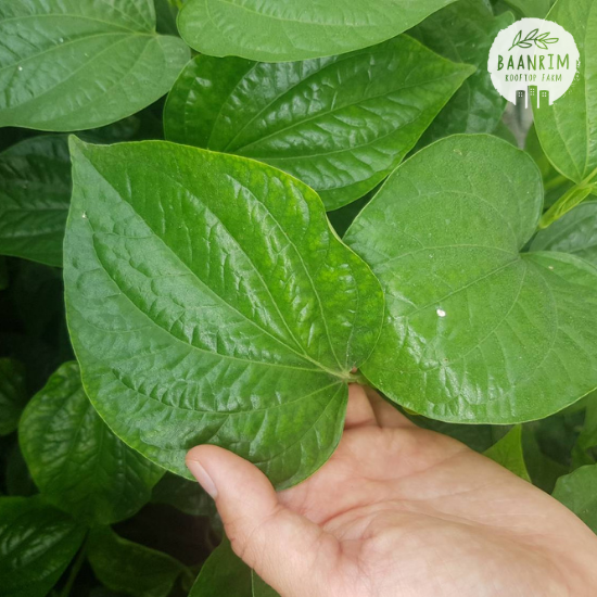 ใบชะพลู (Wildbetal Leafbush)