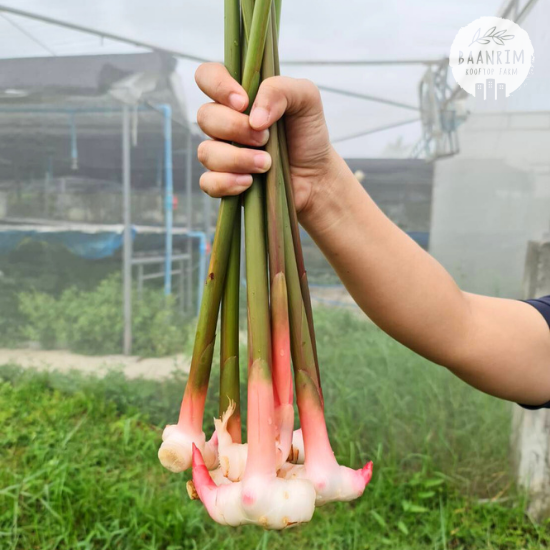 ข่า (Galangal)