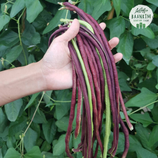 ถั่วฝักยาว (Yard Beans)