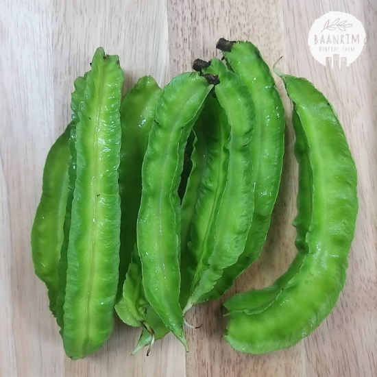 ถั่วพู (Winged Bean)