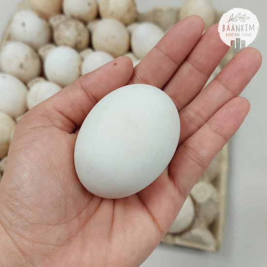 ไข่เป็ดบ้านริม (Duck Eggs)