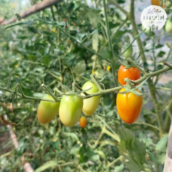 มะเขือเทศราชินี (Cherry tomato)