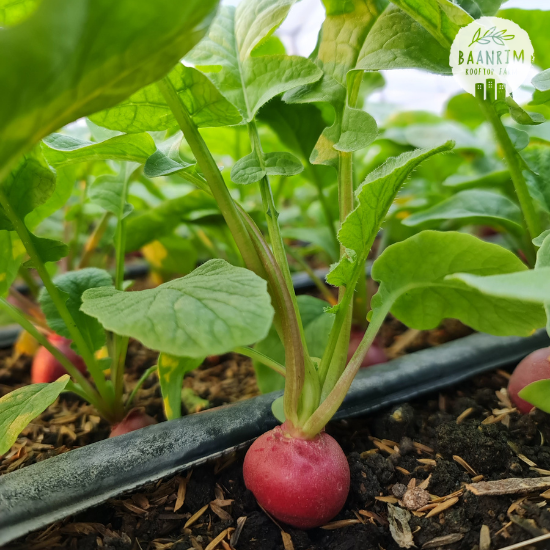 แรดิช (Radish)