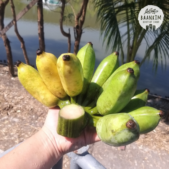 กล้วยน้ำว้า (Namwa Banana)