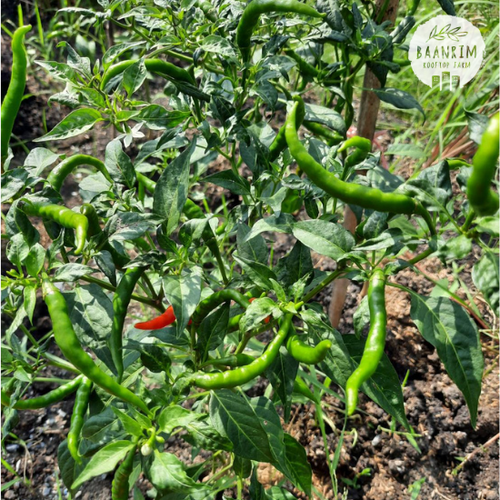 พริกชี้ฟ้าเขียวแดง (Chili)