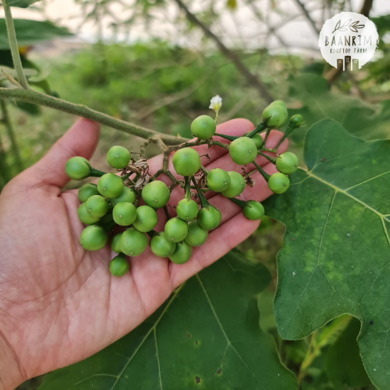 มะเขือพวง (Pea Eggplant)