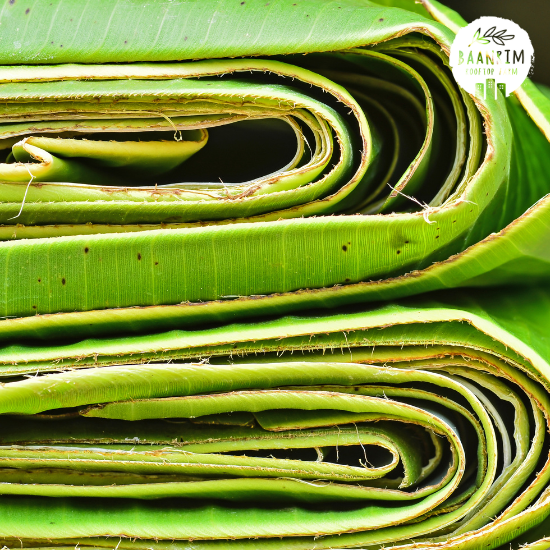 ใบตองกล้วยน้ำว้า (Banana Leaves)