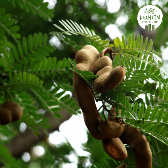 มะขามเปรี้ยว (Tamarind)