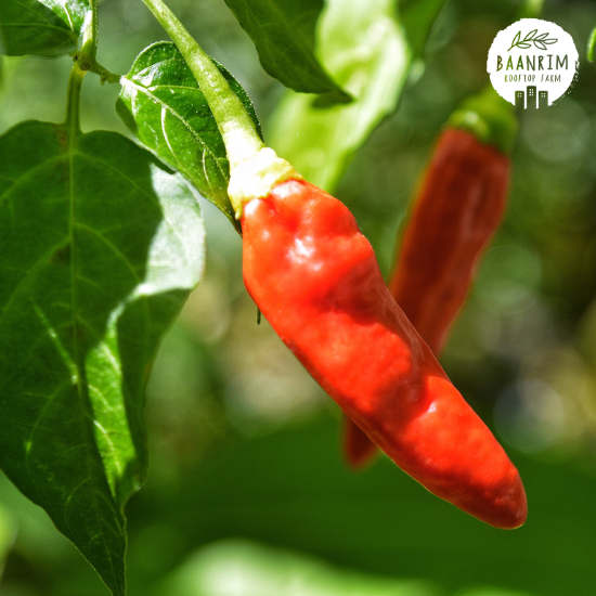 พริกขี้หนูสวน (Garden Chili Peppers Thai)