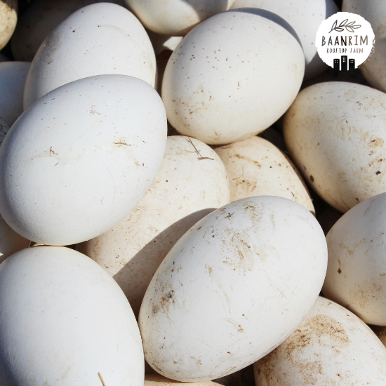ไข่ห่าน (Goose Eggs)