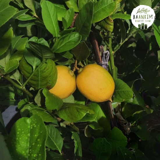 เลมอน (Lemon)