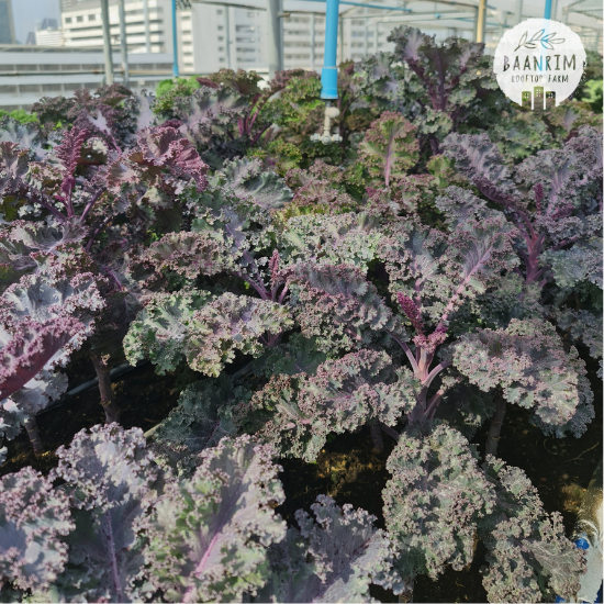 เคลม่วง (Purple Kale)