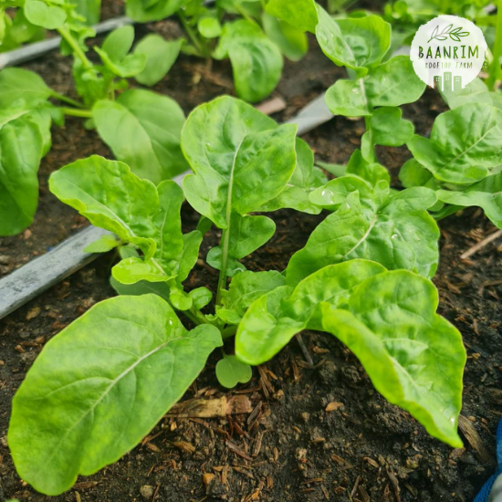 ร็อคเก็ต หรือ อารูกูล่า (Arugula)