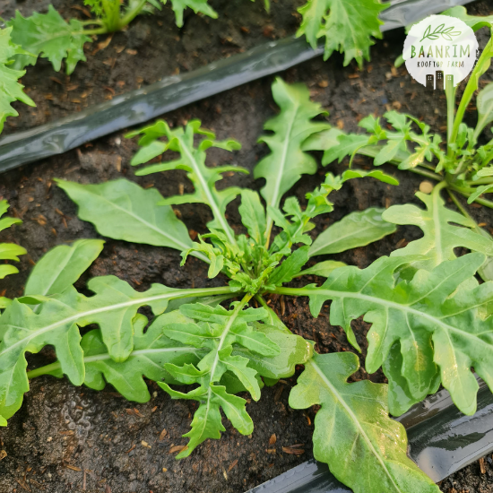 ไวล์ดร็อคเก็ต (Wild Rocket)