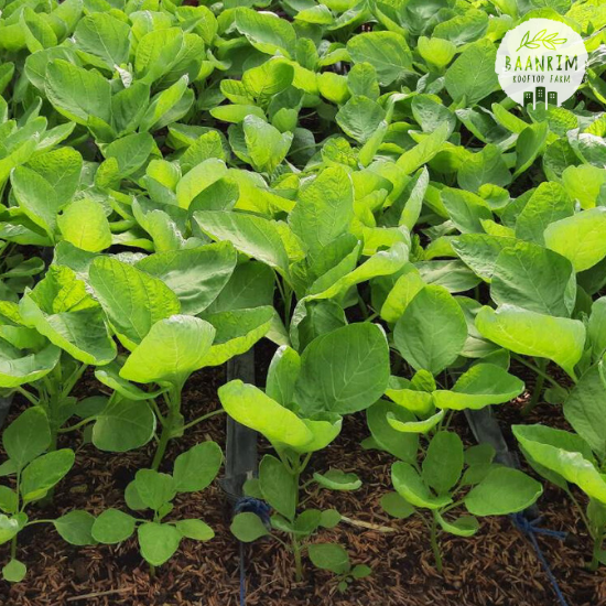 ผักโขม (Amaranth)