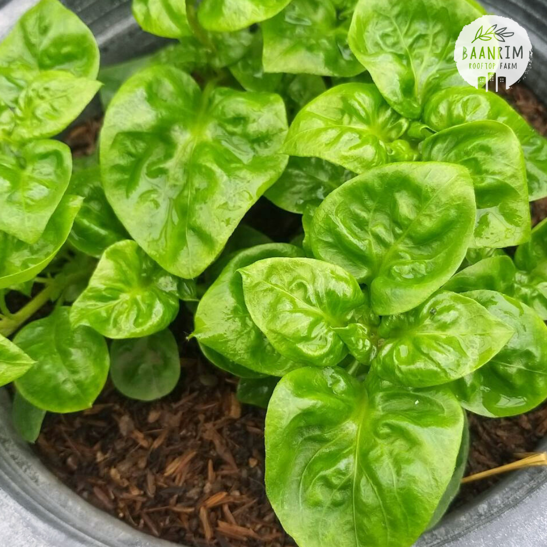 วอเตอร์เครสฮาวาย (Brazilian spinach)