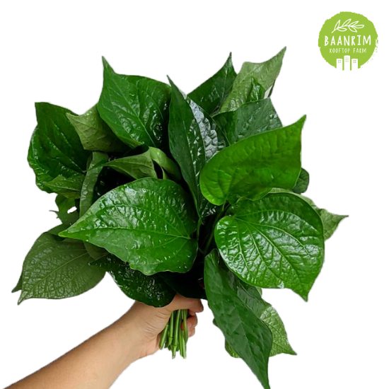 ใบชะพลู (Wildbetal Leafbush)
