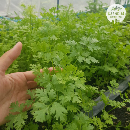 ต้นหอม ผักชี (Green onion & Cilantro)