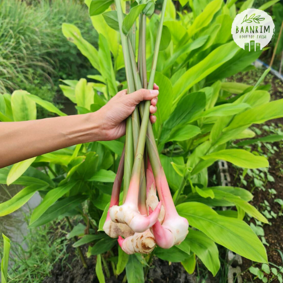 ข่า (Galangal)