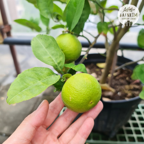 มะนาว (Lime)