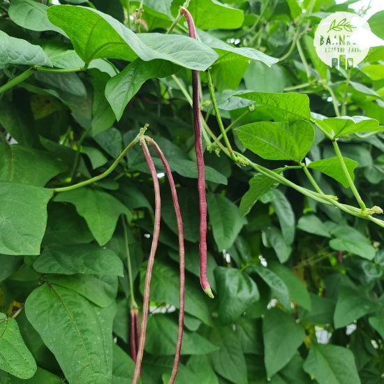 ถั่วฝักยาว (Yard Beans)