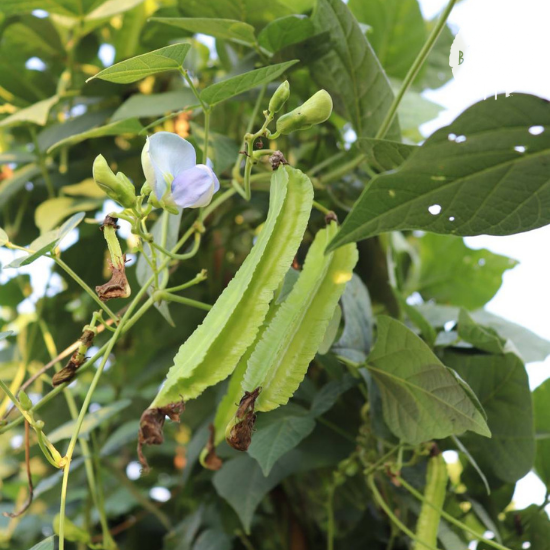 ถั่วพู (Winged Bean)
