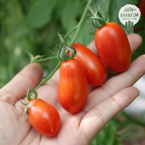 มะเขือเทศราชินี (Cherry tomato)
