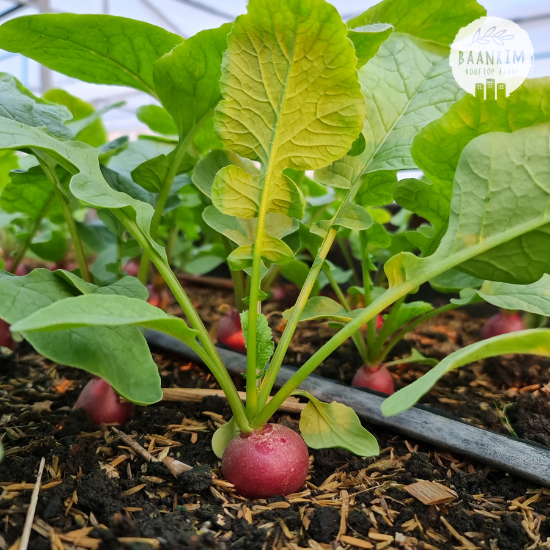 แรดิช (Radish)