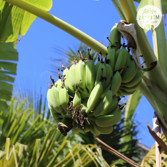 กล้วยน้ำว้า (Namwa Banana)