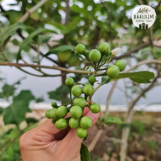 มะเขือพวง (Pea Eggplant)