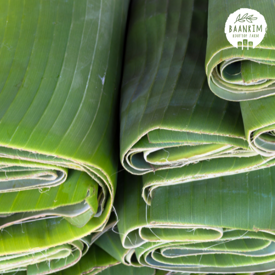ใบตองกล้วยน้ำว้า (Banana Leaves)