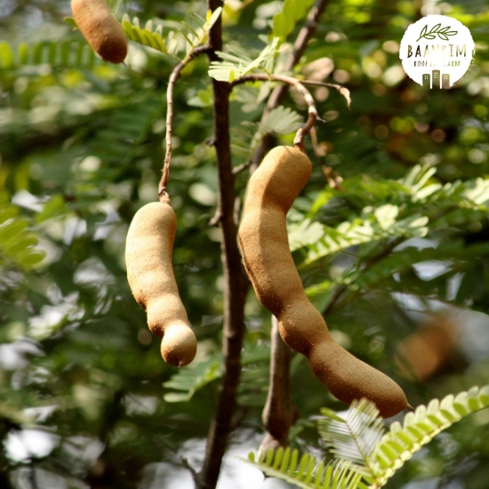 มะขามเปรี้ยว (Tamarind)
