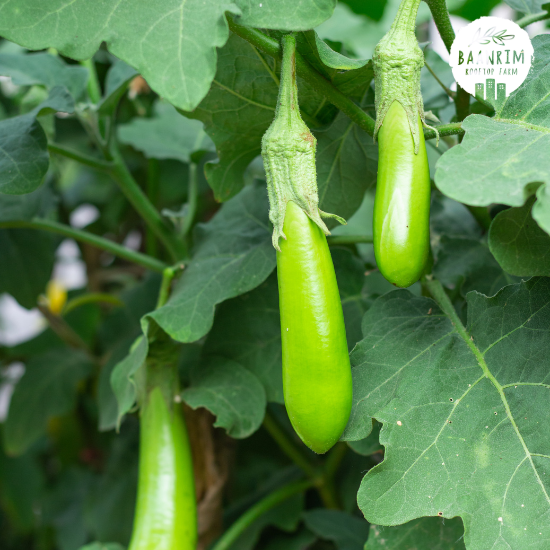 มะเขือยาว (Thai Long Green Eggplant)