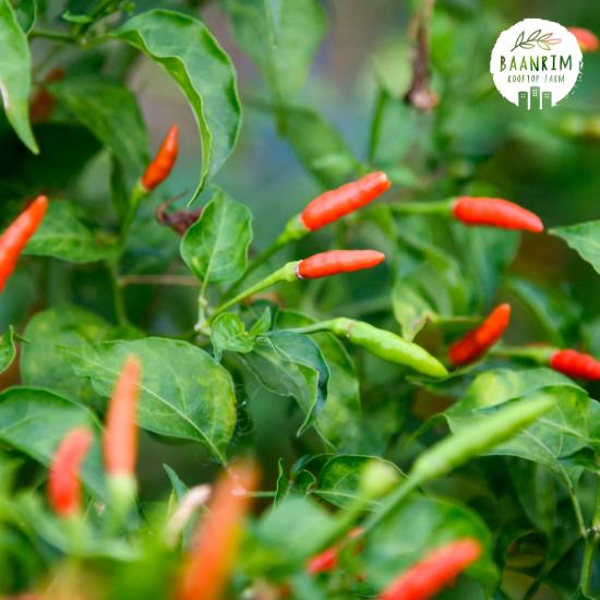พริกขี้หนูสวน (Garden Chili Peppers Thai)