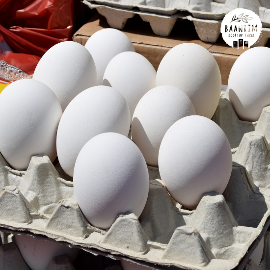 ไข่ห่าน (Goose Eggs)