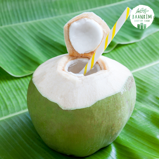 มะพร้าว (Coconut)
