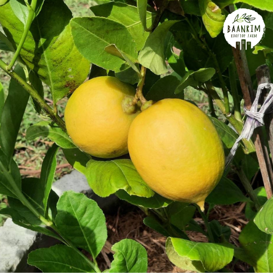 เลมอน (Lemon)