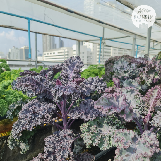 เคลม่วง (Purple Kale)