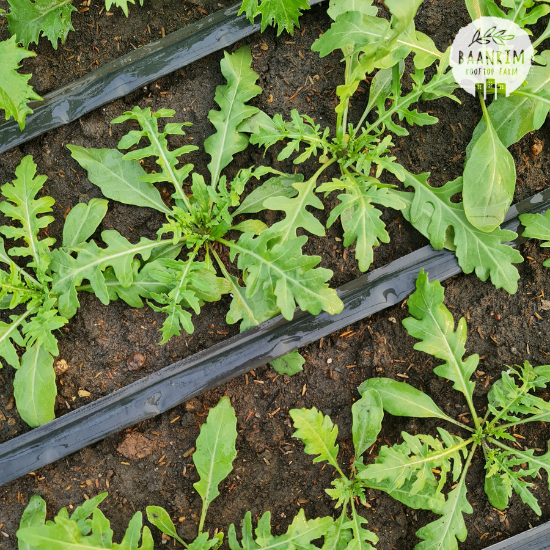 ไวล์ดร็อคเก็ต (Wild Rocket)