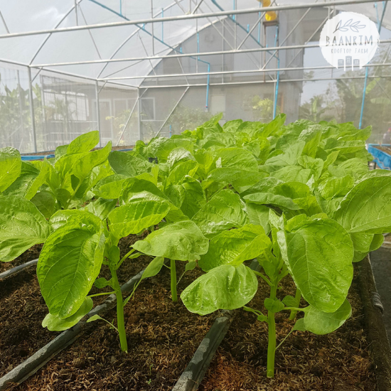 ผักโขม (Amaranth)