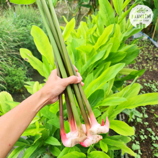 ข่า (Galangal)