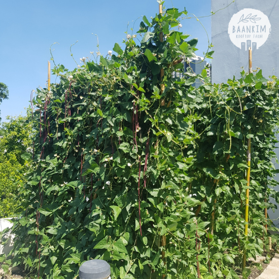 ถั่วฝักยาว (Yard Beans)
