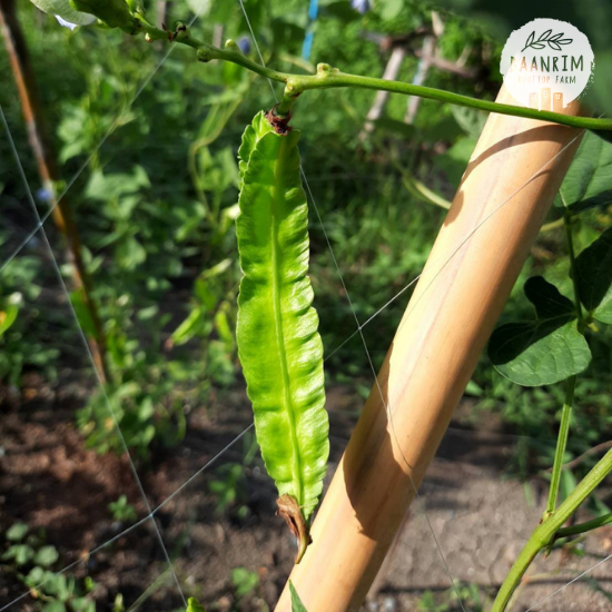 ถั่วพู (Winged Bean)